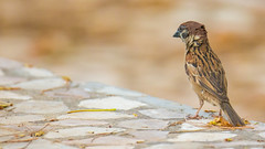 東馬麻雀 East Malaysian Sparrow 西馬154