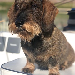 “Le petit chien au bateau” #juffrouwtruffel