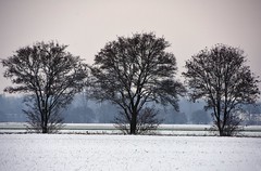 Winterbäume 2021