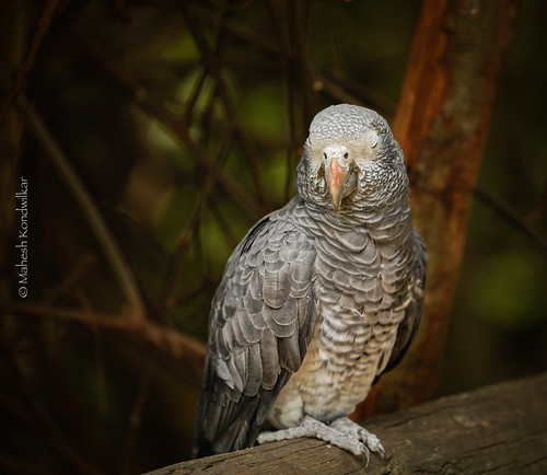 African Grey Parrot - Birds of Eden Aviary
