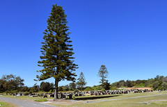 Catherine Hill Bay Cemetery