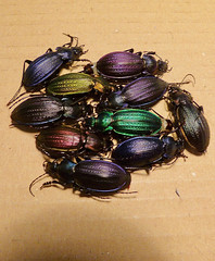Necklace Ground Beetles (Carabus monilis) colorful variety ...