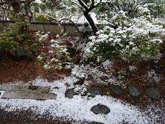 First snow 2021 Asukano, Ikoma @Nara,Jun2021