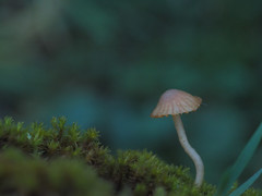 Mushroom, moss and lichen
