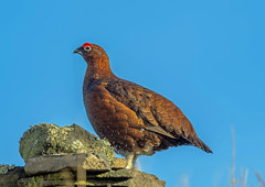 Red Grouse.