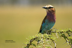 Birds of Kenya, Africa