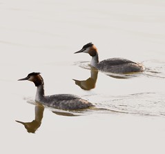 Great-Crested Grebe