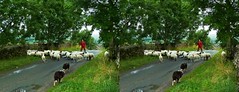 Yorkshire Dales Cross View