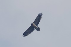 Gypaète barbu - Bearded Vulture (Gypaetus barbatus)