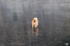 Un petit chien sur l'eau gelée - Canal de la Moselle
