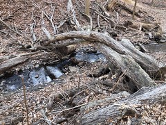 Fallen trees and roots, stream on Melvin C. Hazen Trail, Rock Creek Park, Washington, D.C.