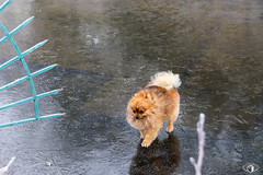 Un petit chien sur l'eau gelée - Canal de la Moselle