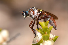 Diptera - Asilidae - Chrysopogon