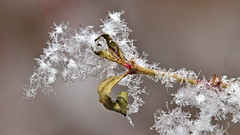 Snow On Fuchsia.