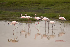 Bird Families: Flamingos (Phoenicopteridae)