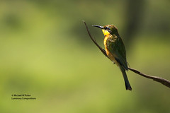 Bird Families: Bee-eaters (Meropidae)
