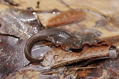 1-24-2021 Seal Salamander (Desmognathus monticola)