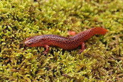 1-24-2021 Red Salamander (Pseudotriton ruber)