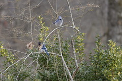 1-24-2021 Blue Jay (Cyanocitta cristata)