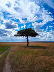 Safari, Kenya 2018