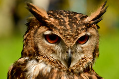 190414 Haarzuilens - Elfia 2019 - Birds of Prey and Owls #