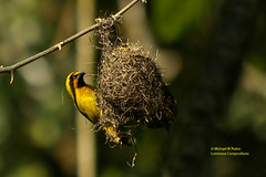 Bird Families: Weavers and allies (Ploceidae)