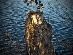 old cut tree near the lake