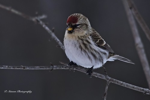 Female Common Red Poll