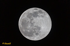 Luna lunera cascabelera