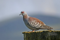 Bird Families: Pigeons and Doves (Columbidae)