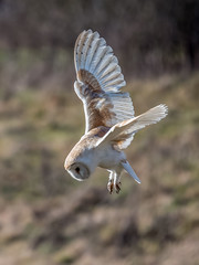 Barn owl 