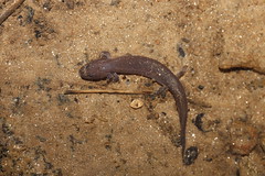 1-29-2021 Spring Salamander (Gyrinophilus porphyriticus)
