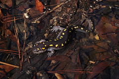 1-29-2021 Spotted Salamander (Ambystoma maculatum)