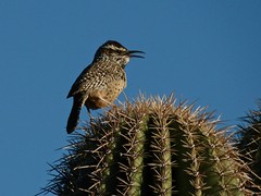 Birds of the Southwest United States