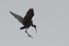 Ibis falcinelle - Glossy Ibis (Plegadis falcinellus)