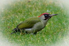Pivert domestique / Home Woodpecker.