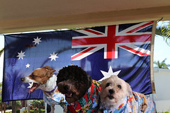 the dogs on Aussie day 2021