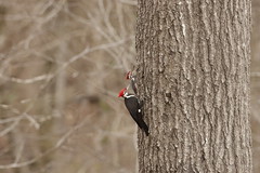 1-30-2021 Pileated Woodpecker (Dryocopus pileatus)