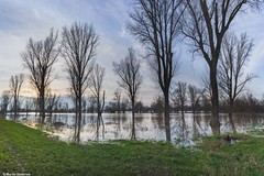 Rheinhochwasser Januar / Februar 2021