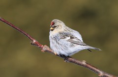 Sizerin Blanchâtre- Hoary redpoll