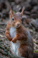 Red Squirrels, Formby,UK