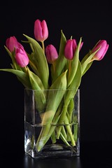 Tulpen - tulips - tulipes