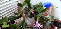 Easter Cactus (Hatiora rosea) 2021
