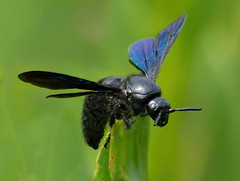 Hymenoptera - Wasps