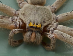 Arachnids - Araneae - spiders