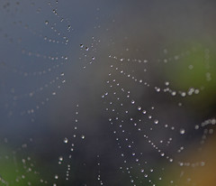 spiders web with water droplets