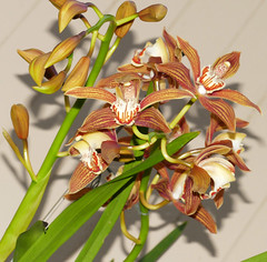 orchid hybrids i've bloomed #15