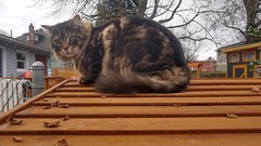 Masha - Woodlawn Park Neighborhood Cat