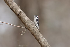 2-4-2021 Downy Woodpecker (Picoides pubescens)