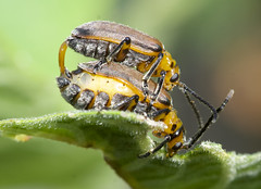 Coleoptera - Beetles